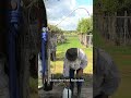 Reizende Ruud met zijn ezel en kip! ?️ | #shorts