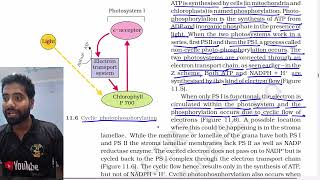 Part 8 Cyclic Photo Phosphorylation, Photosynthesis in higher plants, class 11th Ncert Biology