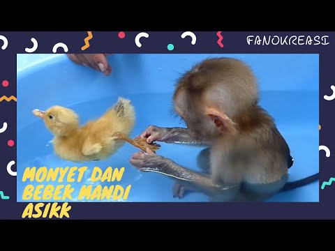Monyet dan Bebek Mandi