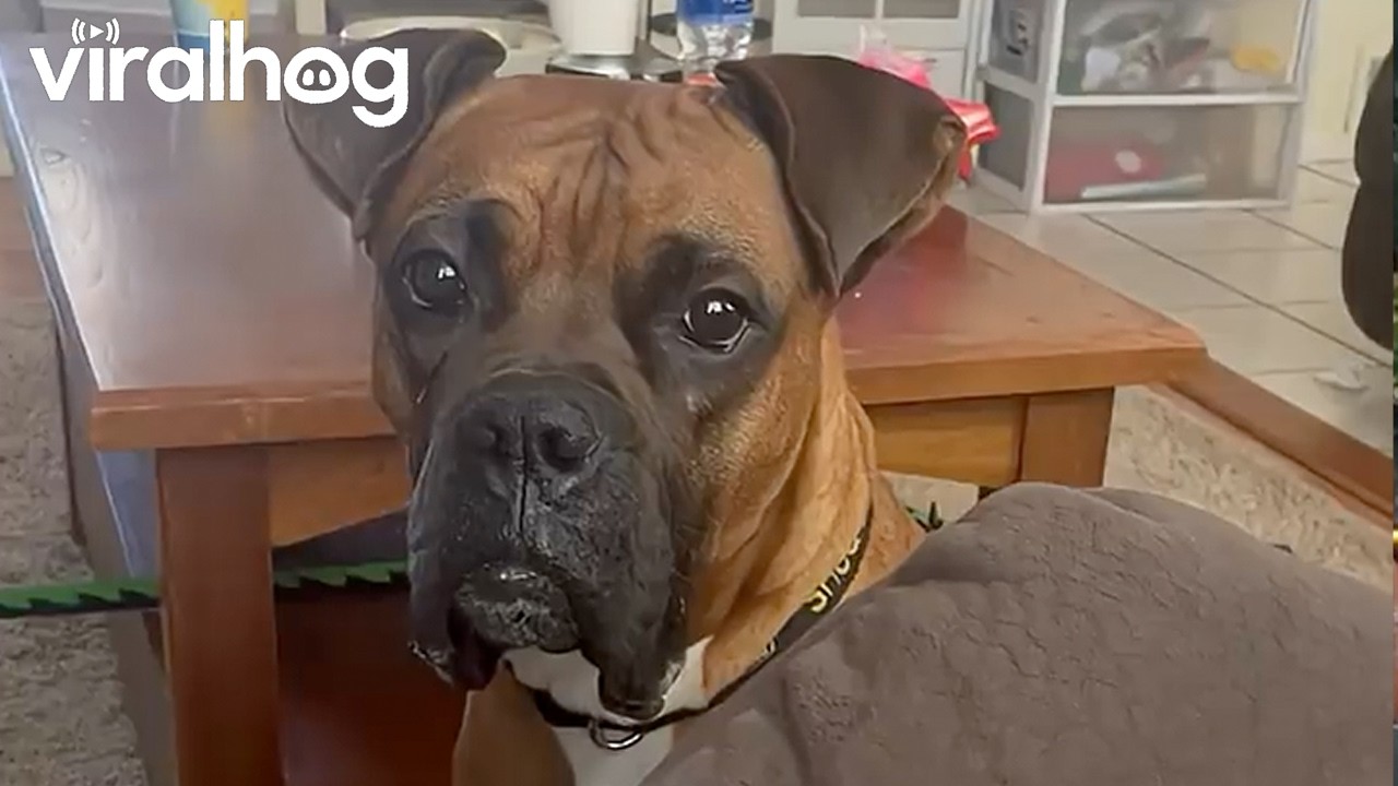 Who Wants a Treat? || ViralHog