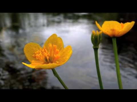 Matthias Vogt Trio feat. Jutta Gückel: The Rainy Season