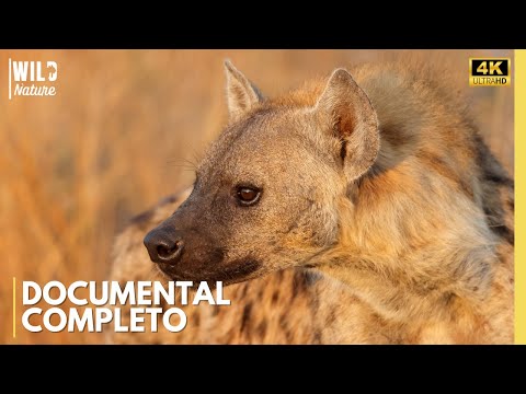 HIENAS MANCHADAS – Las Cazadoras Más Temidas de África Salvaje | Documental Animal