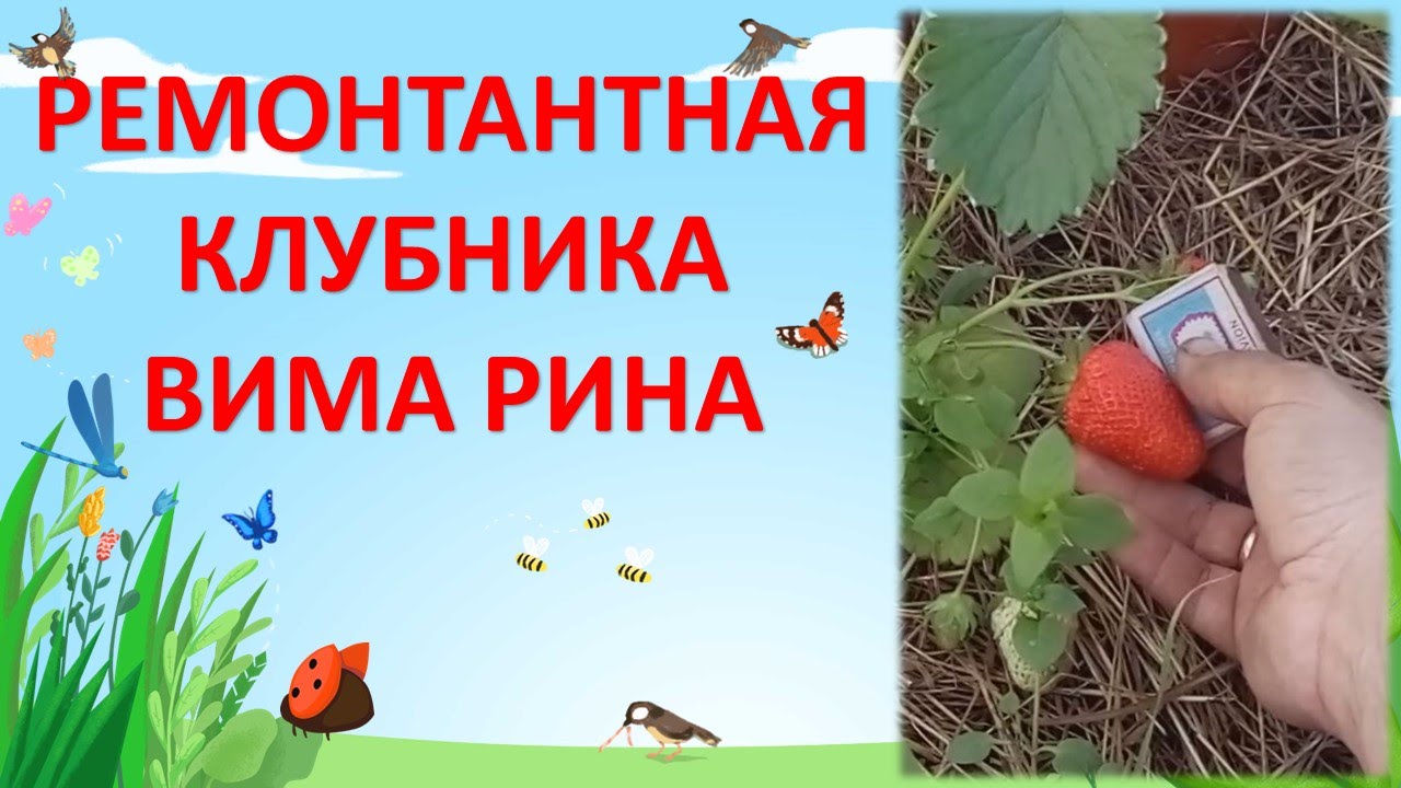 Садовая земляника Вима Рина в теплице и в саду / Ремонтантная клубника Вима Рина
