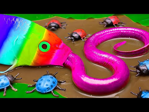 Mud Village Survival Battle - Guppies and eels - Stop Motion Fish In Mud Coco