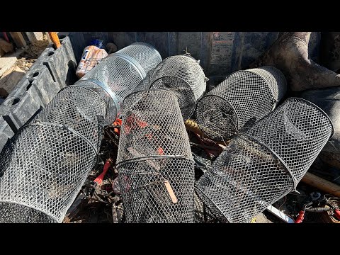 minnow trapping and putting them in my predator pond check 1