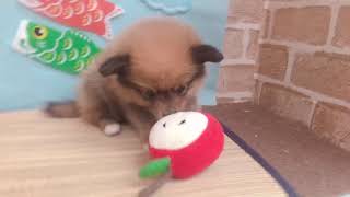 ハーフ犬の動画01