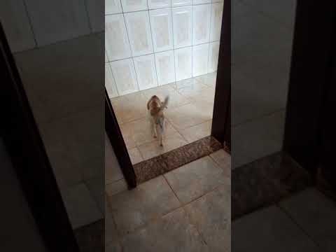 Vídeo de MEL