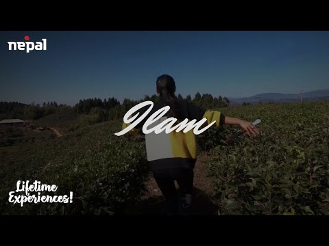Ilam |Sammy Adventures | Nepal Tourism Board