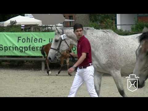 Holsteiner Fohlenchampionat 2016 - Rendsburg-Eckernförde - Hengstring