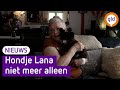 Gedumpte chihuahua Lana krijgt warm thuis bij Frida in Geldermalsen | Omroep Gelderland