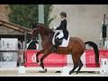 Hongre - BWP - 15 ans - Dressage / CDI YR  - France