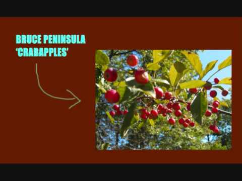 Bruce Peninsula - Crabapples (are for loving...)