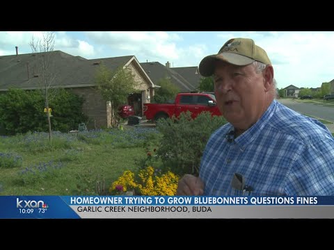 Homeowner trying to grow bluebonnets is frustrated with HOA fines