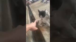 Download lagu ketika kucing kesurupan #kucinglucu #kucing #kesurupan mp3