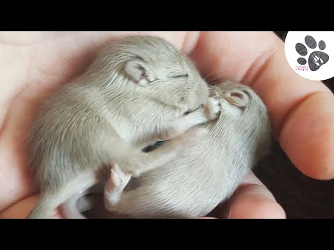 Bébé gerbille qui rêve / funny baby animals dream gerbils moments hug