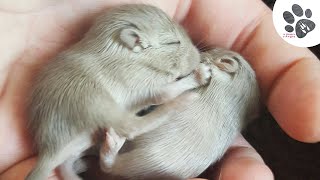 Bébé gerbille qui rêve / funny baby animals dream gerbils moments hug