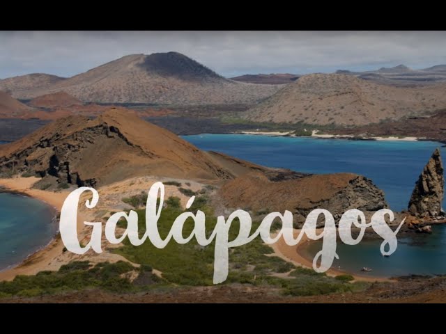 Die Galapagos-Inseln – endemische Tierwelt im Pazifik