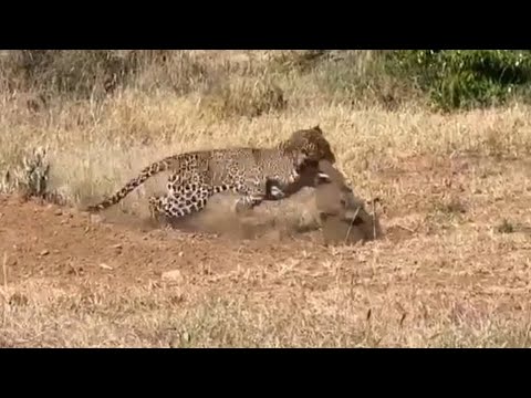leopard hunting warthog inside the burrow video