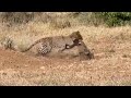 Leopard Hunting Warthog Inside The Burrow Video