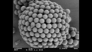 The Atoms Family Song Starring Jason Goldstein