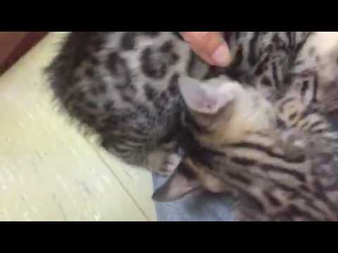 Rayna and Codes kittens