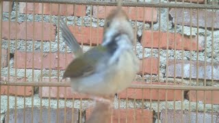 Download lagu burung ciang ciang jantan gacor suara variasi mp3 Download lagu burung ciang ciang jantan gacor suara variasi mp3