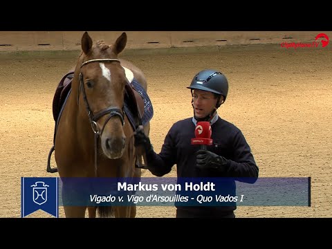 Junghengste im Portrait - Vigado v. Vigo d'Arsouilles-Quo Vados I