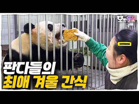 Panda probiert ein besonderes Bungeoppang🐠 (+Kommentar-Aktion!) | Owadungdung Folge 42