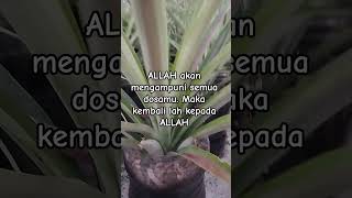 Download lagu Allah ampuni semua dosa. #dosa #taubat #uah #ustadzadihidayat #allahmahapengampun #motivasidiri #fyp mp3