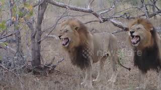 Lions Laughing at Tourist
