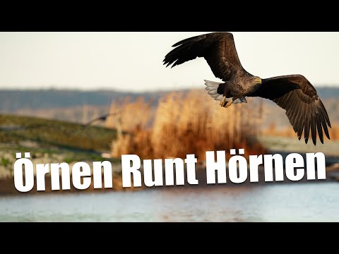 Örnen runt hörnen