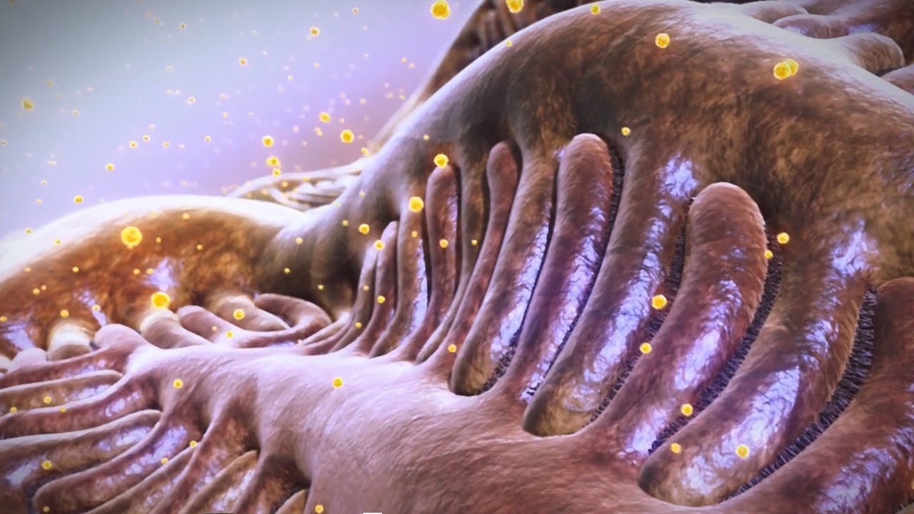 Glycocalyx & Fenestrae