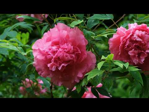 ♫ This Gentle Rain ♫ Inspirational Romantic Music