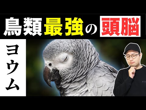 ポイセファルス・クリプトキサンサス