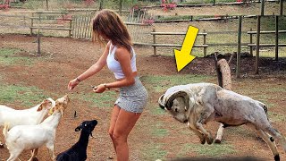 When Crazy Goats Go On A Rampage