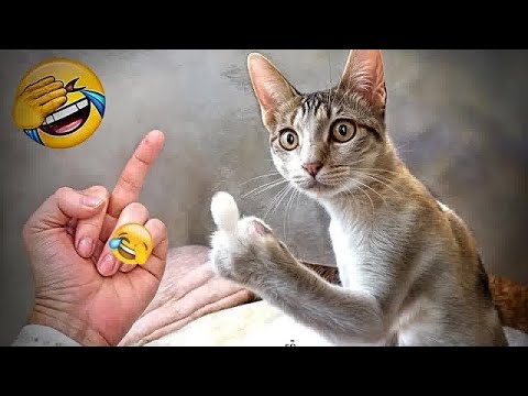 OMG 😱 Million Dollar Baby Funny Cat Videos | Million Dollar Baby Funny Video | TikTok 2024