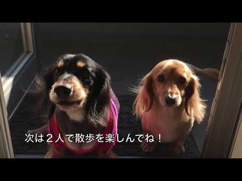 犬用車椅子に乗るミニチュアダックスのニニヨン君　その２