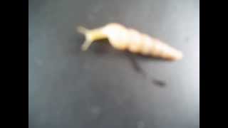 Urgente Descoberta Espetacular Caramujo 1 e Meio Centimetro