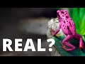 Real or Fake: Pink Frogs?