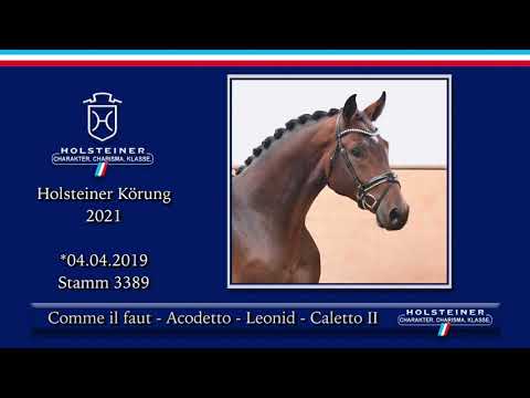 Holsteiner Körlot 2021 | Nr. 24 v. Comme il faut - Acodetto - Leonid - Caletto II