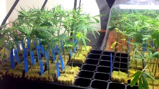 Quick cloning tips video. How to root faster and with more root mass