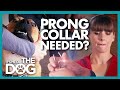 Double Trouble As Two Very Different Problem Dogs Need Help It S Me Or The Dog