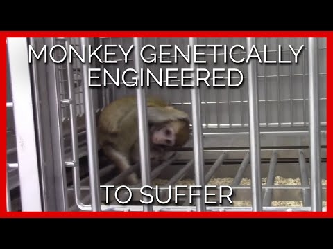 Monkey Genetically Engineered to Suffer
