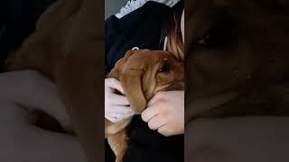 Redbone Coonhound Puppies Videos