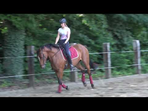 Ricolette v Arezzo VDL x Numero Uno, 3 yrs