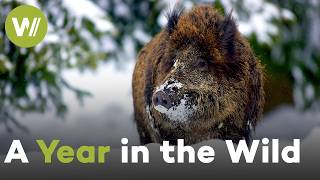 How Animals Survive the Changing Seasons: Winter, Spring, Summer & Autumn in the Wild (2020)