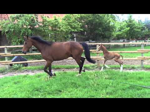 SEZUAN STAR v Sezuan - Quaterback - Rubinstein - HF Chestnut Colt - For Sale