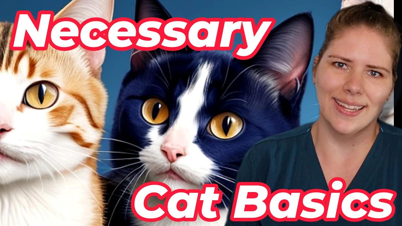 Cat Care Essentials | Vet's Guide to Feline Enrichment and Husbandry