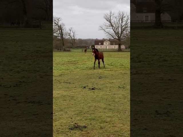 &Agrave; vendre poulain de 2025 SF par Falko de Hus