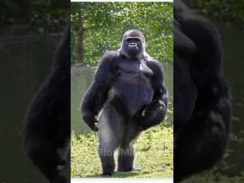 "Dancing Monkey Goes Viral – Must Watch!"